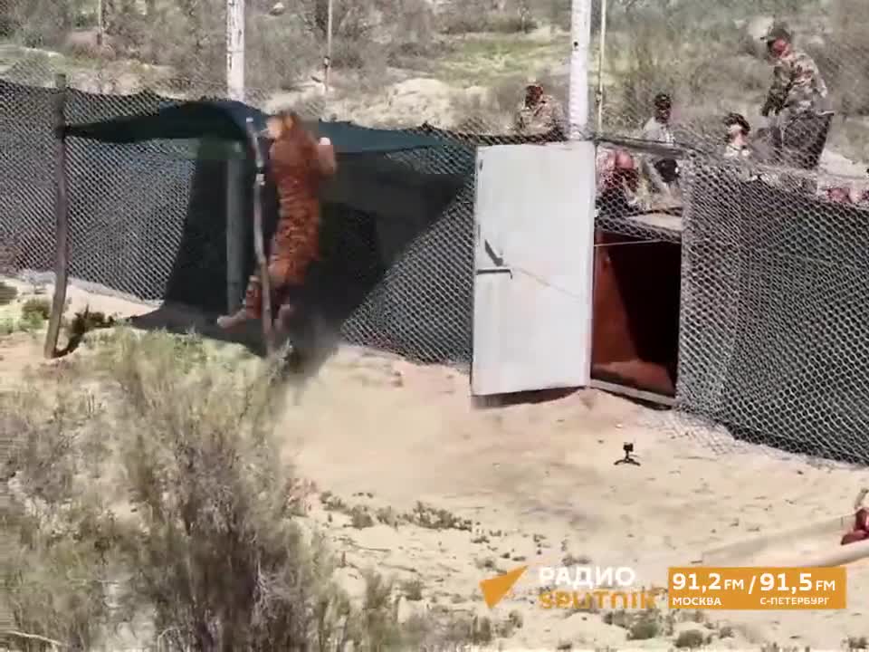   ویدیویی از ببرهای آمور که از روسیه به قزاقستان منتقل شده‌اند
