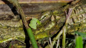 طبیعت کاستاریکا (تست کیفیت)