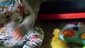 جوجه اردکی که مثل برادرشه