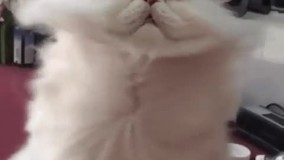 پیشیو ببین چه حالی می کنه