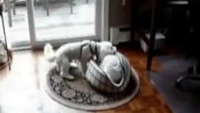 دعوای سگ و بچه سر جای خواب