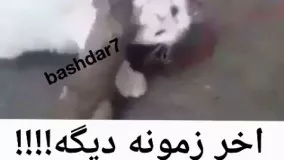 حمله موش به گربه و گاز گرفتن گربه