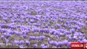 برداشت زعفران در گلستان