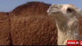 بوشهر بستر مناسب پرورش شتر