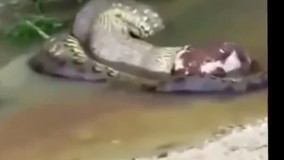 دیدنیها ماری که یک گاو کامل را خورده است