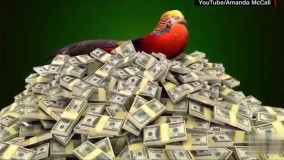 طراحی مدل موی ترامپ از چه پرنده ای الهام گرفته شده .قرقاول طلایی چینی