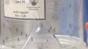 ویروس زیکا دیگر تهدیدی اضطراری در مقیاس جهانی نیست