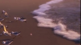 انیمیشن کوتاه و بسیار زیبای پایپر - Piper