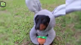 ویدیوی خنده دار از سگ ها