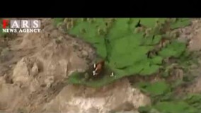 3 گاوی که با زمینلرزه معروف شدند!