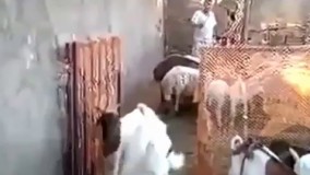 بز هایی که فقط با صدای صاحبشان از آغل بیرون می آیند