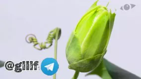 هیچ وقت یه اسب رو عادت ندید بغل مامانش بخوابه