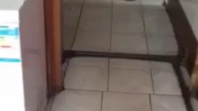 موش گربه گیر