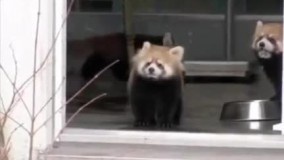 سکته کرد بدبخت