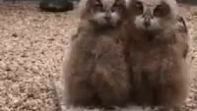 جوجه جغدای خوشگل