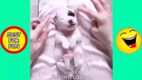 10 ویدویوی جالب و دیدنی از بچه گربه و سگ