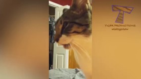 گربه با مزه دوست داشتنی خارجی