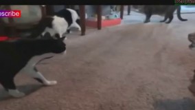 ویدویوی  جالب و دیدنی حیوانات 