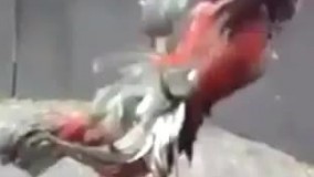 کشته شدن یکی از خروسها در مسابقه