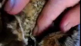 این هم گوش جغد که میشه از توش کاسه چشمش رو هم دید