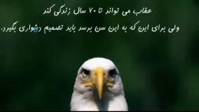 زندگی عقابها 