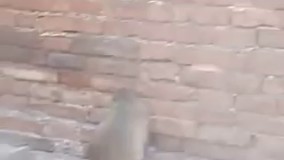 سخت ترین زایمان درحیوانات مربوط به این حیوانه