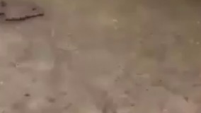 میمون های امداد گر