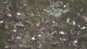 سیصد گوزن، قربانی آتش سوزی در نروژ شدند