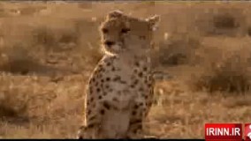 روز ملی یوزپلنگ ایرانی