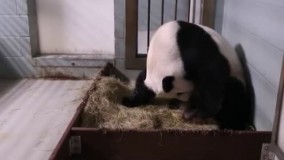 پاندا از فهرست حیوانات در معرض خطر خارج شد