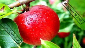 فواید سیب برای بدن و سلامتی