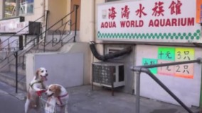 سگ های فوق العاده با هوش