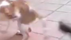 بخندم یا متاسف باشم؟???? حیرونم...