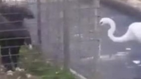 کلیپ خنده دار از عقاب باهوش