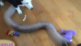 سگم سگای قدیم ????????????