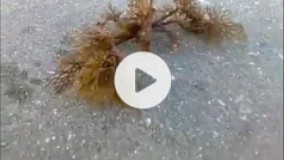 موجود فرازمینی 