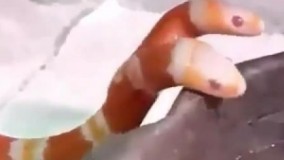 ویدئویی از مار دو سر