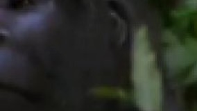 زندگی محقق زن با گوریل های عظیم آفریقایی