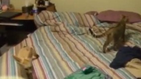 تعقیب و گریز پلنگ و روباه  البته به شکل سمبولیکش????