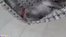 نهایت استفاده از تابستون 