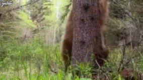 روش تعیین قلمرو در زندگی خرس‌ها