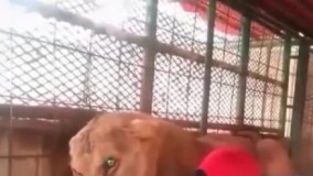 تصاویر باورنکردنی بازی این مرد با شیر ماده