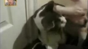 کلیپ خنده دار دعوا سگ و گربه - ایران فان