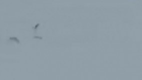 ???? تکنیک شکار پرندگان بصورت گروهی توسط سگ‌ها!