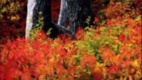 آهنگ جدید از همایون شجریان به نام طلسم کار بشکن