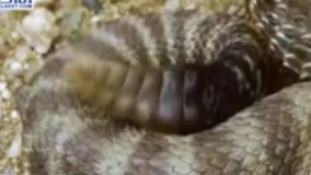 نبرد مهیج بین مار زنگی و پرنده ای به نام کوكو دونده! اگر دوست دار حیات وحش هستید این ویدیو را از دست ندهید.