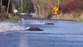 عبور ماهی ها از عرض خیابان