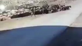 تصادف وحشتناک و شدید خودرو سواری  با گله گوسفندان در سردشت   