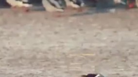 حمله برق آسای شاهین به اردک نگون بخت