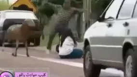 حمله گوسفند